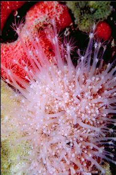 HEDGEHOG HYDROIDS