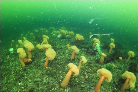 plumose anemones and stringy plankton