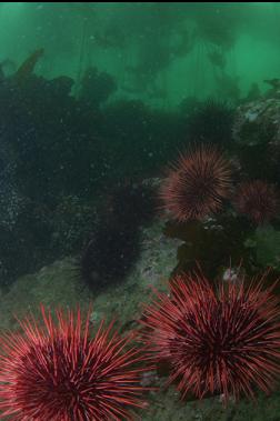 MORE URCHINS UNDER KELP