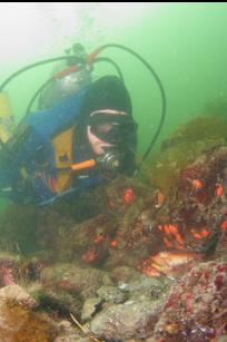 LOOKING AT RED ROCK CRAB