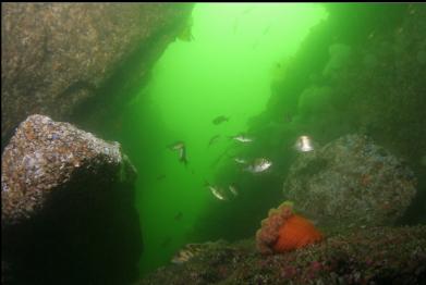 ORANGE PLUMOSE ANEMONE AND PERCH