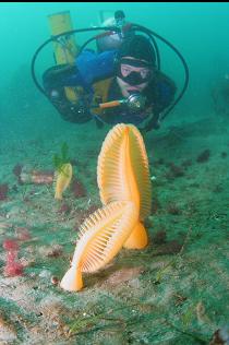 SEA PENS