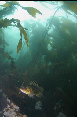 ROCKFISH IN KELP