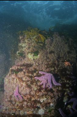 ANEMONES AND SEASTARS NEAR SURFACE