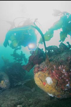 YELLOW SPONGE ON BOULDER