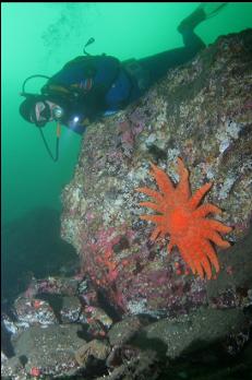 SUNFLOWER STAR ON BOULDER