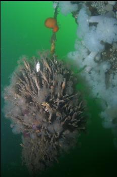 CLUSTER OF TUEWORMS ON ROPE HANGING FROM BOW