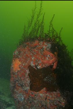 SEASTARS ON BOULDER