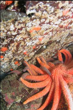 SUNFLOWER STARS IN OCTOPUS DEN