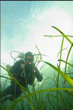 HOODED NUDIBRANCHS ON EELGRASS