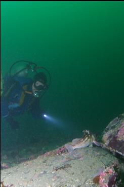 COPPER ROCKFISH NEAR DEEPER REEF