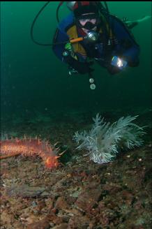 CALIFORMIA CUCUMBER AND NUDIBRANCH