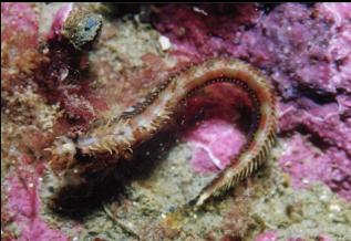 MOSSHEAD WARBONNET?