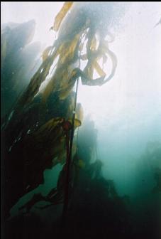 BULL KELP