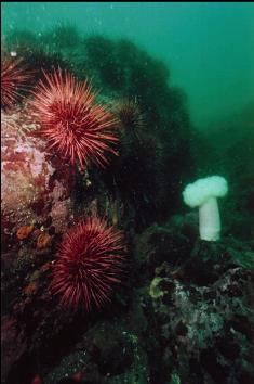 URCHINS AND PLUMOSE ANEMONE ON BOULDERS