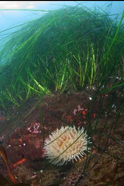 anemone and surfgrass