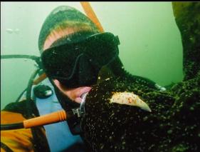 NUDIBRANCH ON KELP