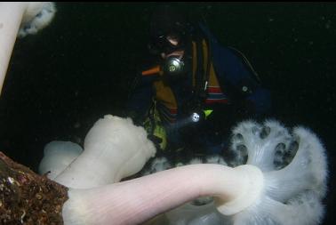 plumose anemones