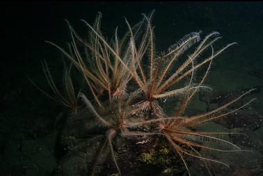 feather stars