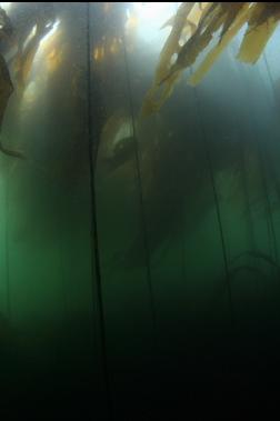 under bull kelp