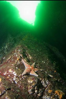 seastar in canyon