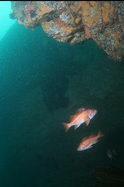 canary rockfish by wall