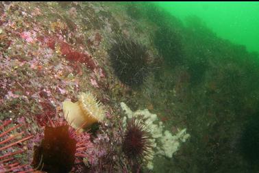 anemone, sponge and urchins