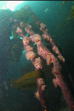 brooding anemones on kelp