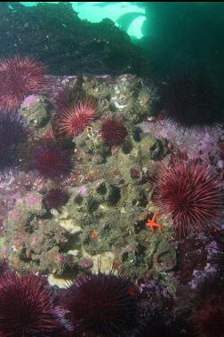 urchins and giant barnacles