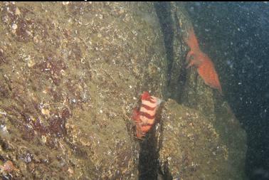 shy tiger rockfish