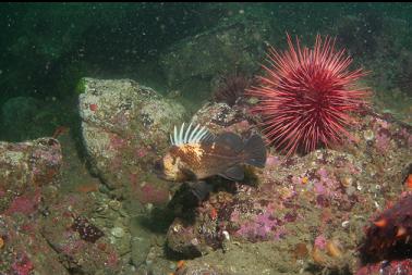 quillback rockfish on first dive