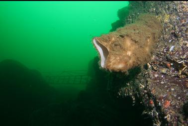 boot sponge and gangway in background