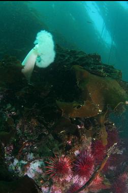 anemone, urchins and kelp