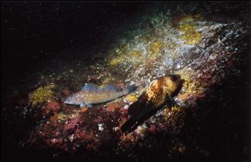 KELP GREENLING AND QUILLBACK ROCKFISH