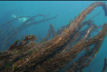 seal behind feather-boa kelp