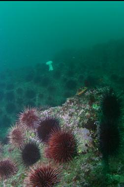 urchins on begining of deeper reef