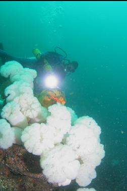 plumose anemones