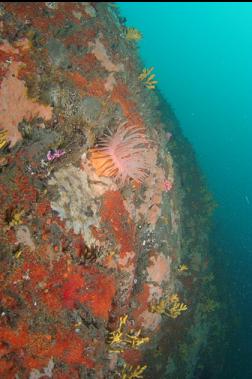 crimson anemone on deeper wall