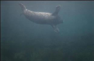 HARBOUR SEAL