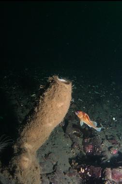 quillback rockfish and boot sponge