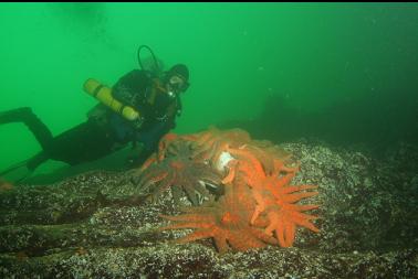 sunflower stars eating octopus