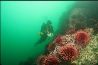 urchins