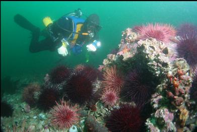 urchins on small reef