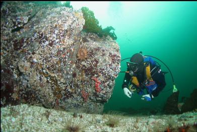 seastars at base of reef