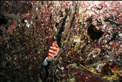 tiger rockfish