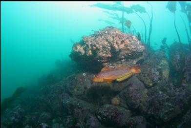 kelp greenling