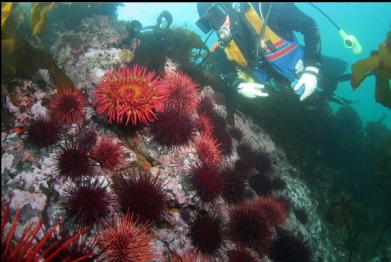 fish-eating anemone and urchins