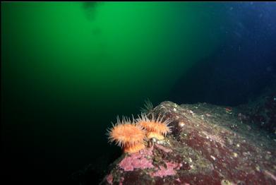 swimming anemones