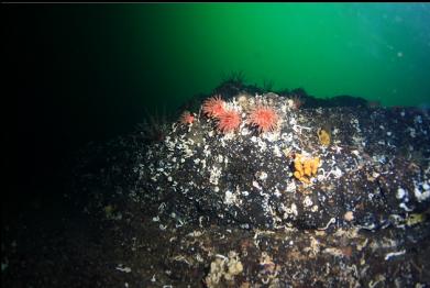 crimson anemones, feather stars and small cloud sponges