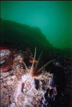 FEATHER STAR ON WALL